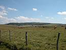 Vaches de race Aubrac, non loin du Signal de Mailhebiau