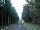 Lisires monospcifiques d'picas sur le bord de la RD 71