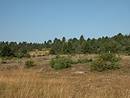Fermeture des pelouses par conqute forestire