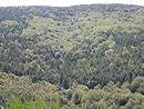 Mixit feuillus/rsineux sur les pentes du mont Aigoual (fort des Oubrets)