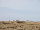 Vaches sur le mont Aigoual (le Portalet)