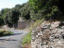 Le chne vert au col de Banette, en limite haute  prs de 1000 m d'altitude