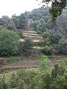 Exemple de terrasses envahies par la vgtation, en Valle Franaise