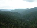 Les pentes du Gardon de Saint-Martin-de-Lansuscle, entirement tapisses de pins et chtaigniers