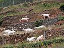 Des chvres, productrices de plardon mais aussi de paysage, en grant les herbages des terrasses