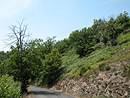 Chtaigniers en reliques dans le vallon du Sistre