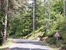 Belle ambiance forestire mixte, associant feuillus et rsineux, sur les pentes nord du Bougs