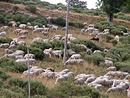 Un troupeau de moutons sur les pentes du mont Lozre, vers le mas des Urfruits (sud-est).