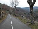 Alignements de frnes au bord de la RD 20