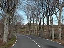 Alignement d'arbres sur la RD 906 au sud de la Garde-Gurin