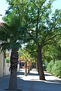 Plantations varies (Melia Azedarach et palmier) dans une alle ombrage de Sainte-Marie-plage