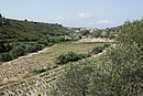 Fond de vallon cultiv en  vignes et oliviers aux abords de Calce