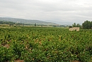 La plaine viticole avec la silhouette des arbres de la ripisylve de l'Agly