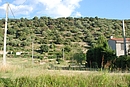 Olivettes abandonnes sur les pentes  Prades