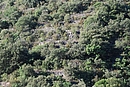 Terrasses disparaissant sous le maquis ; ici vers Prades