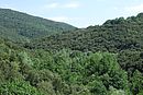 Boisements denses de chnes verts et de feuillus caducs se cantonnant dans les fonds de vallons humides ; ici la valle du Bouls vers Serrabonne
