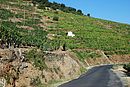 Terrasses viticoles en schiste ; ici  Collioure