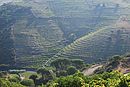 Remarquable paysage de pentes sculptes par les terrasses viticoles ; ici vers Collioure