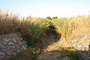 Le ruisseau de Villelongue ; ici vers Saint-Gnis-des-Fontaines