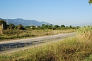 Friche viticole colonise par des pins parasols le long de la RD 618 ; ici vers Saint-Andr