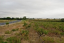 Vigne en friche aux abords de Saleilles