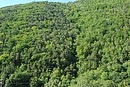 Fort de htres et pins sylvestres  l'ombre dans la valle de la Castellane