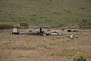 Troupeau de moutons dans la valle de la Matassa ; ici vers Fosse