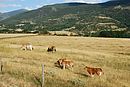 Troupeau de vaches animant la plaine de Cerdagne