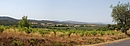 Pimont des collines de l'Aspre : les pentes boises des collines de l'Aspre se mlant aux vignes de la plaine ; ici vers Tordres