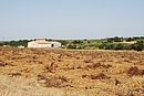 Arrachage de vignes et maison rcente dans la plaine viticole ; ici vers Fourques