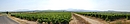 Le massif de l'Aspre et le pic du Canigou, toile de fond des tendues viticoles ; ici vers Fourques
