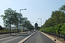 Exemple intressant de plantations : vignes et micocouliers le long de la RD 612  l'entre de Thuir
