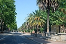 Beaux alignements de platanes et palmiers sur l'avenue du Docteur Ecoiffier  Thuir (RD 612a)