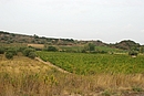 Reliefs arides animant les terrasses viticoles