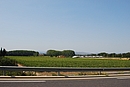 Coupure d'urbanisation agricole entre Thuir et Toulouges le long de la RD 612a
