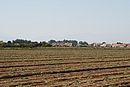 Marachage (artichauts) et village de Torreilles