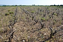 Parcelle de vigne en friche