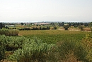 Haies de cyprs, cannes de Provence et arbres entre les parcelles de vignes autour de Rivesaltes