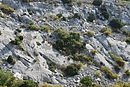 Micro-paysage de garrigue  genvriers dans la Coume de Rau