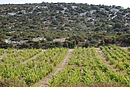 Contraste entre la vigne et la garrigue