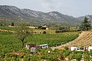 Vendanges dans une petite plaine viticole au pied de la Serre ( l'horizon)