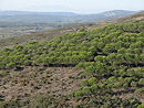 Plantation de pins parasols sur les pentes arides du Massif de Fontfroide