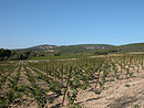 Piémont viticole du Massif de Fontfroide