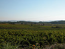 La plaine viticole du piémont des Corbières et les étangs du golfe de Narbonne à l horizon