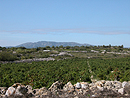 Vignes et murets de pierres sèches sur le plateau de Leucate et les Corbières orientales à l horizon