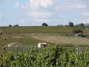 Paysage de vigne dans le Bas-Minervois