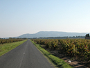 La Montagne d Alaric se dresse au-dessus de la plaine viticole