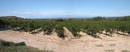 La vigne est dominante dans la plaine de l'Aude, ici près de Coursan.