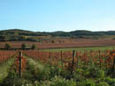 Les coteaux viticoles du Limouxin dans la vallée de l Aude.