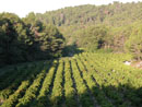 Dans cet écrin boisé, les vallons et thalwegs sont soigneusement cultivés en vignes.